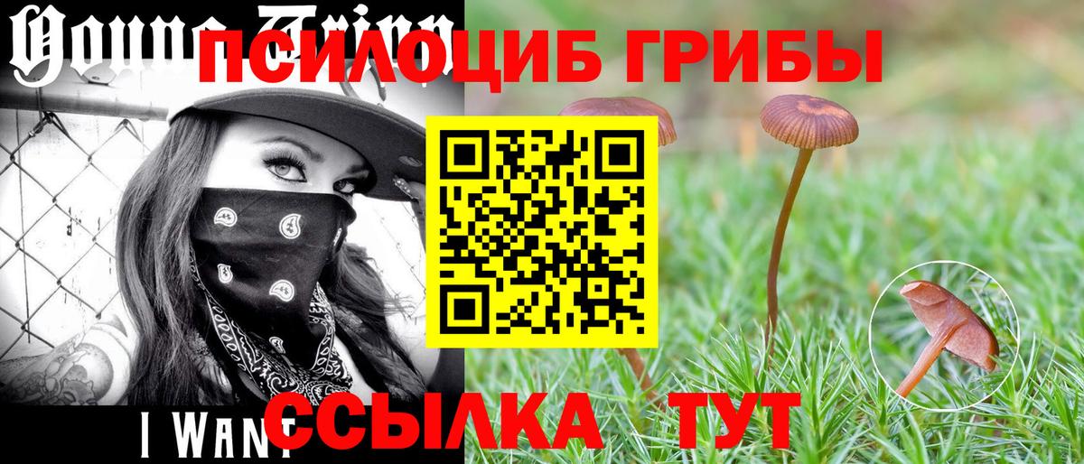 Псилоцибиновые грибы Cubensis  Псилоцибиновые грибы прущие грибы  Вход с VPN  Усть-Джегута 